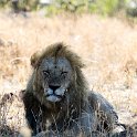 TZA MAR SerengetiNP 2016DEC24 LemalaEwanjan 065 : 2016, 2016 - African Adventures, Africa, Date, December, Eastern, Lemala Ewanjan Camp, Mara, Month, Places, Serengeti National Park, Tanzania, Trips, Year